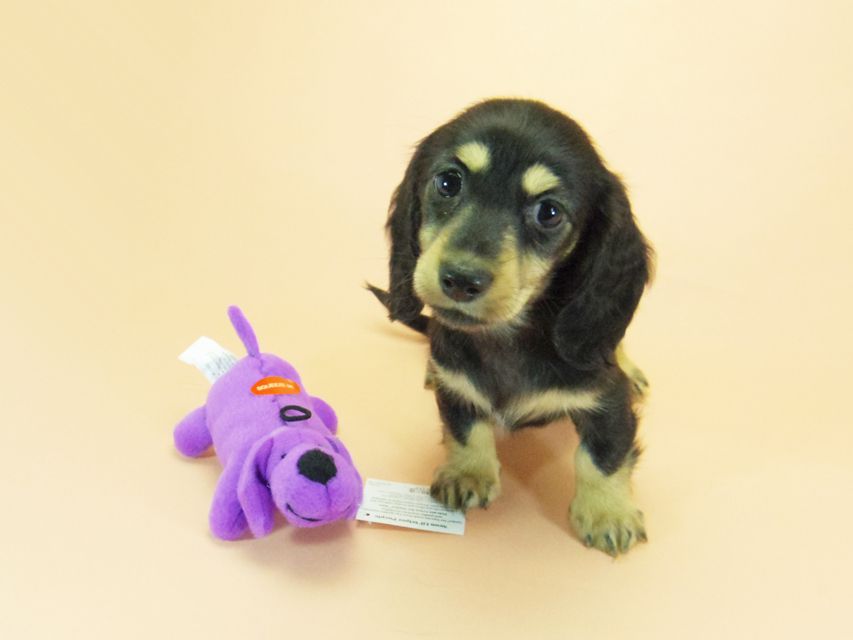 ダックスフンド カニンヘン 月子 & ジムダンディの子犬 ブラッククリーム 女の子