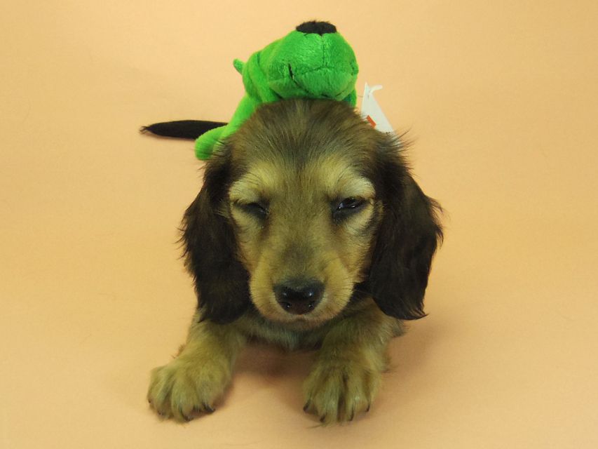 ダックスフンド カニンヘン 月子 & ジムダンディの子犬 シェーデットクリーム 女の子