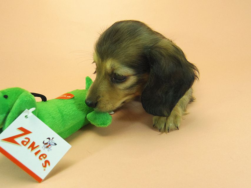 ダックスフンド カニンヘン 月子 & ジムダンディの子犬 シェーデットクリーム 女の子