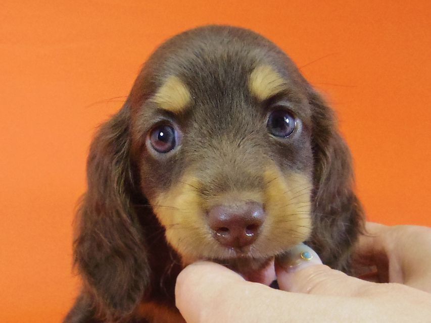 ダックスフンド 黒豆 & アサヒの子犬 チョコタン 男の子IMGP4241 ダックスフンド 黒豆 & アサヒの子犬 チョコタン 男の子