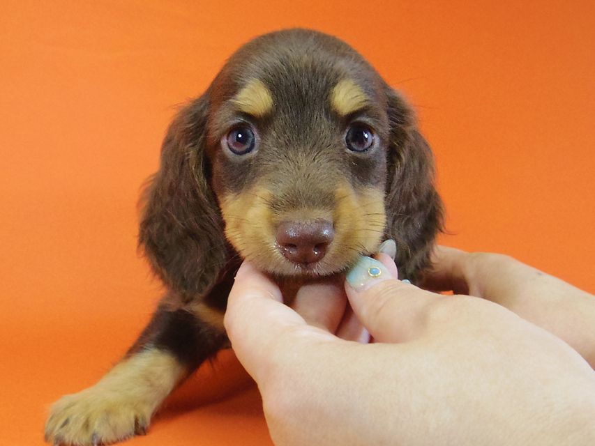 ダックスフンド 黒豆 & アサヒの子犬 チョコタン 男の子IMGP4242 ダックスフンド 黒豆 & アサヒの子犬 チョコタン 男の子