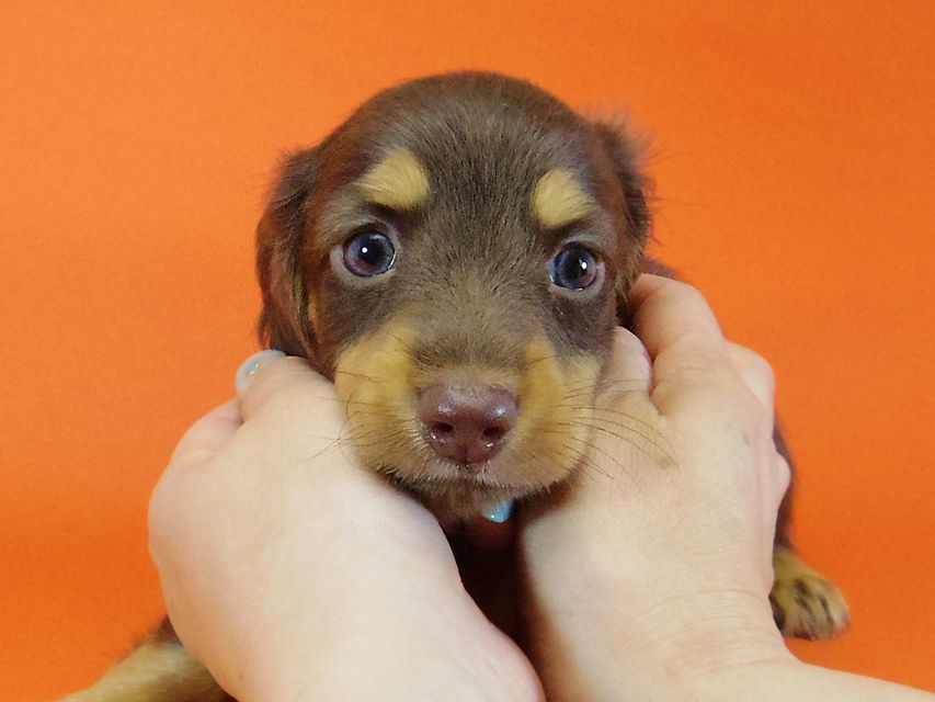 ダックスフンド 黒豆 & アサヒの子犬 チョコタン 男の子IMGP4243 ダックスフンド 黒豆 & アサヒの子犬 チョコタン 男の子