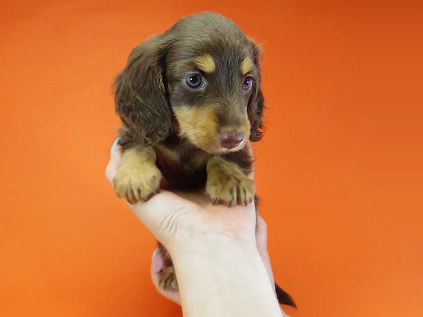 ダックスフンド 黒豆 & アサヒの子犬 チョコタン 男の子IMGP4244 ダックスフンド 黒豆 & アサヒの子犬 チョコタン 男の子
