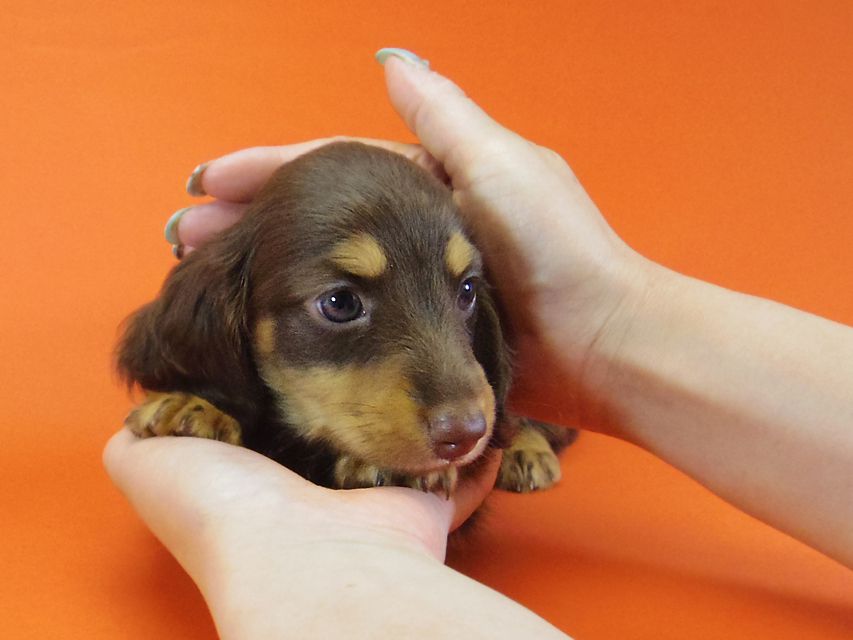 ダックスフンド 黒豆 & アサヒの子犬 チョコタン 男の子IMGP4245 ダックスフンド 黒豆 & アサヒの子犬 チョコタン 男の子