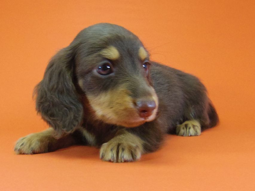 ダックスフンド 黒豆 & アサヒの子犬 チョコタン 男の子IMGP4246 ダックスフンド 黒豆 & アサヒの子犬 チョコタン 男の子