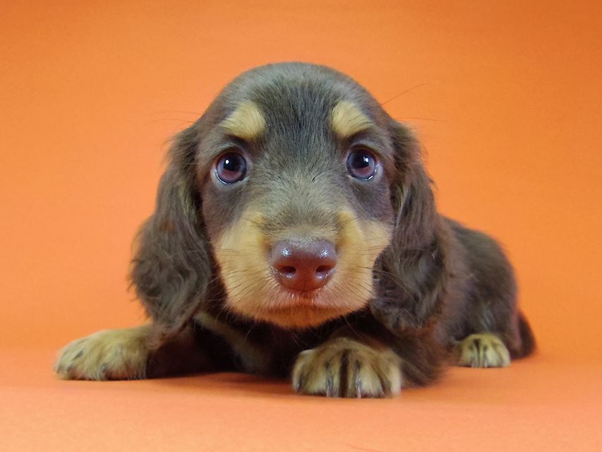 ダックスフンド 黒豆 & アサヒの子犬 チョコタン 男の子IMGP4247 ダックスフンド 黒豆 & アサヒの子犬 チョコタン 男の子