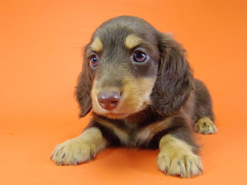 ダックスフンド 黒豆 & アサヒの子犬 チョコタン 男の子IMGP4250 ダックスフンド 黒豆 & アサヒの子犬 チョコタン 男の子