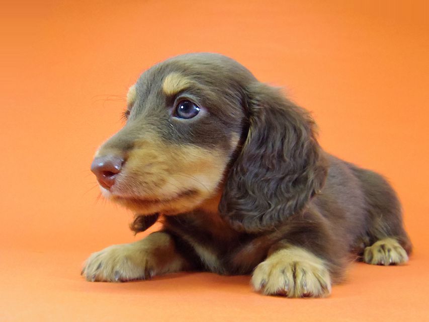 ダックスフンド 黒豆 & アサヒの子犬 チョコタン 男の子IMGP4251 ダックスフンド 黒豆 & アサヒの子犬 チョコタン 男の子