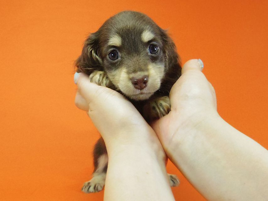 ダックスフンド 黒豆 & アサヒの子犬 チョコクリ 女の子IMGP4288 ダックスフンド 黒豆 & アサヒの子犬 チョコクリ 女の子