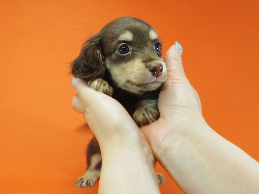 ダックスフンド 黒豆 & アサヒの子犬 チョコクリ 女の子IMGP4289 ダックスフンド 黒豆 & アサヒの子犬 チョコクリ 女の子