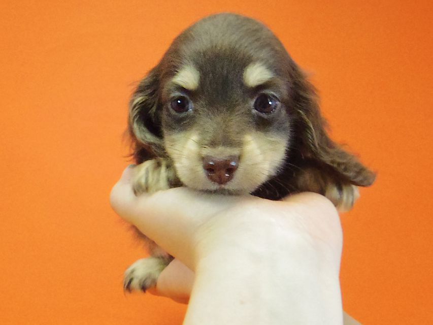 ダックスフンド 黒豆 & アサヒの子犬 チョコクリ 女の子IMGP4296 ダックスフンド 黒豆 & アサヒの子犬 チョコクリ 女の子