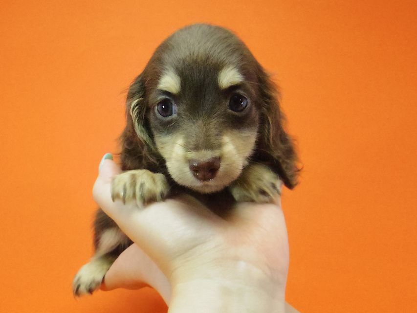 ダックスフンド 黒豆 & アサヒの子犬 チョコクリ 女の子IMGP4298 ダックスフンド 黒豆 & アサヒの子犬 チョコクリ 女の子