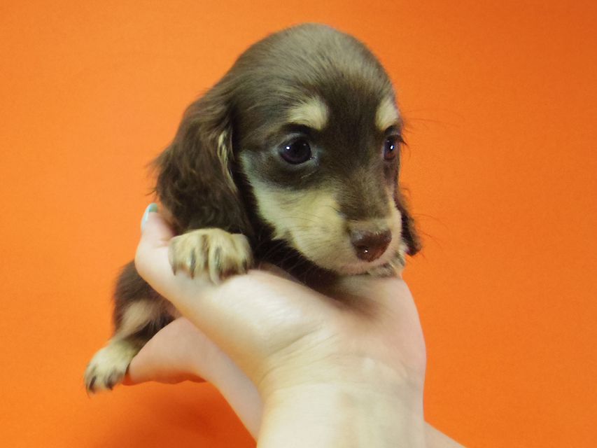 ダックスフンド 黒豆 & アサヒの子犬 チョコクリ 女の子IMGP4299 ダックスフンド 黒豆 & アサヒの子犬 チョコクリ 女の子