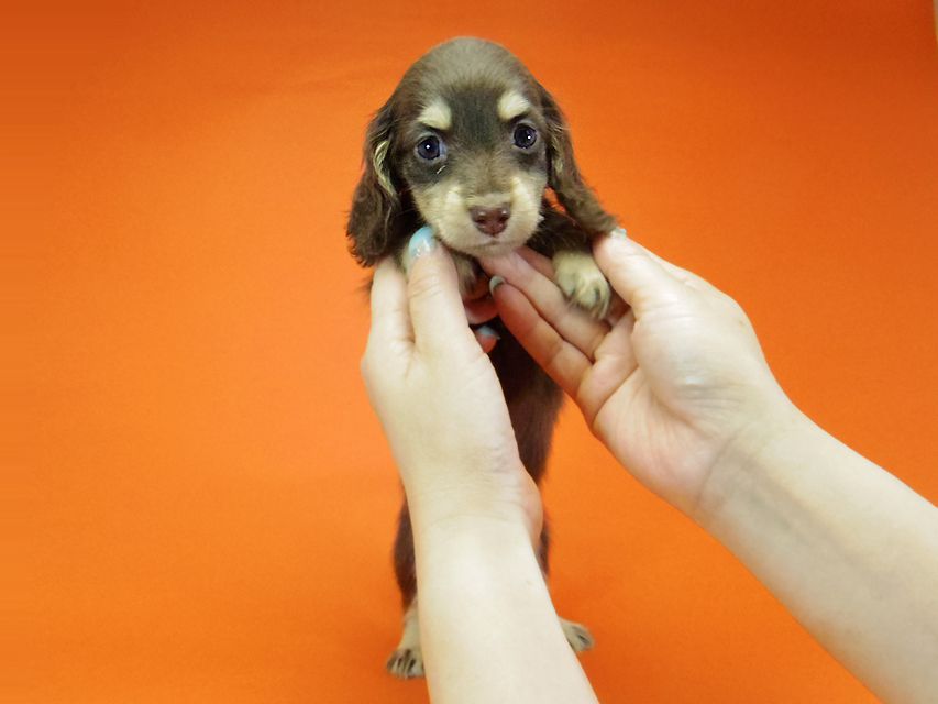 ダックスフンド 黒豆 & アサヒの子犬 チョコクリ 女の子IMGP4304 ダックスフンド 黒豆 & アサヒの子犬 チョコクリ 女の子