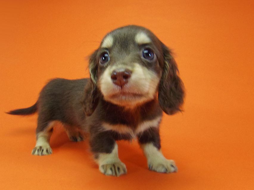 ダックスフンド 黒豆 & アサヒの子犬 チョコクリ 女の子IMGP4307 ダックスフンド 黒豆 & アサヒの子犬 チョコクリ 女の子