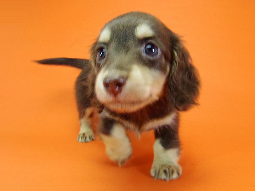 ダックスフンド 黒豆 & アサヒの子犬 チョコクリ 女の子IMGP4310 ダックスフンド 黒豆 & アサヒの子犬 チョコクリ 女の子