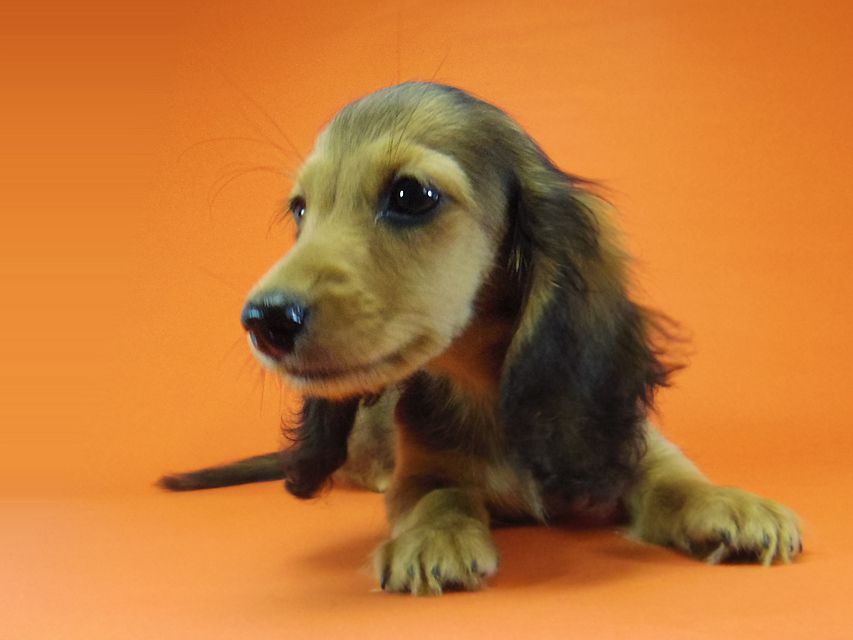 ダックスフンド キュリ & ミントの赤ちゃん シェーデットレッド 女の子 キャラメルちゃん