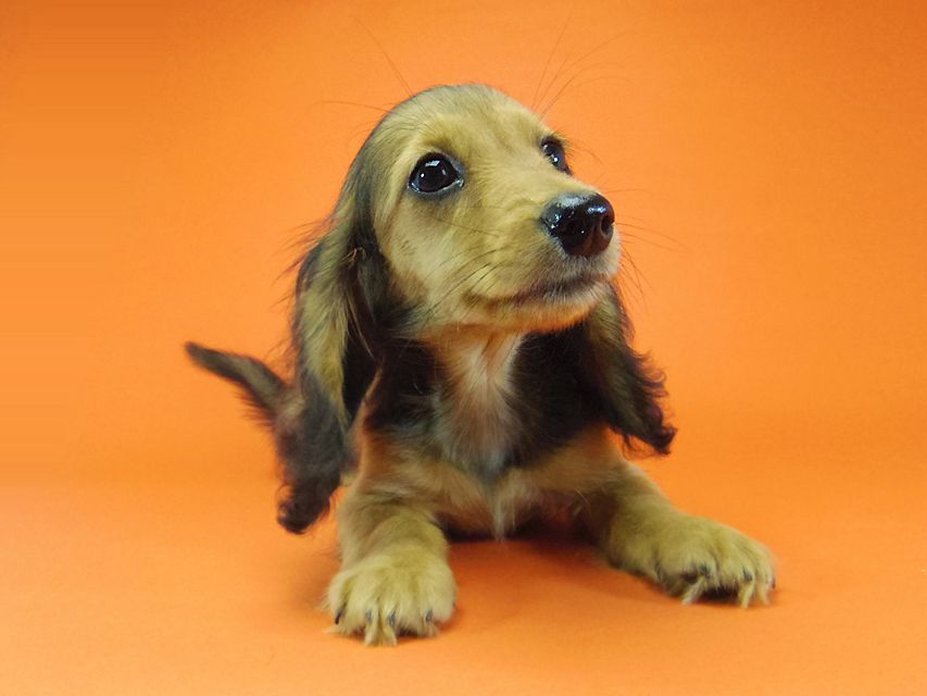 ダックスフンド キュリ & ミントの赤ちゃん シェーデットレッド 女の子 キャラメルちゃん