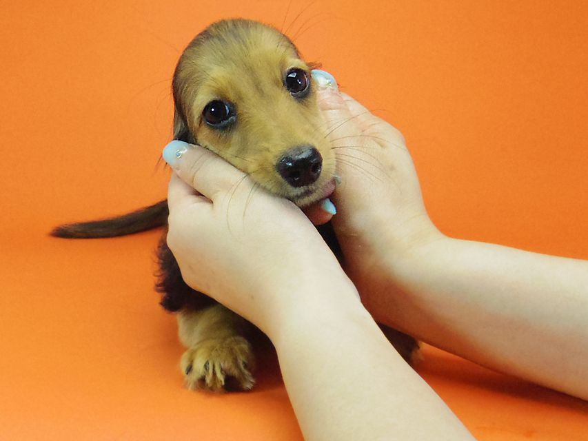 ダックスフンド キュリ & ミントの赤ちゃん シェーデットレッド 女の子 キャラメルちゃん