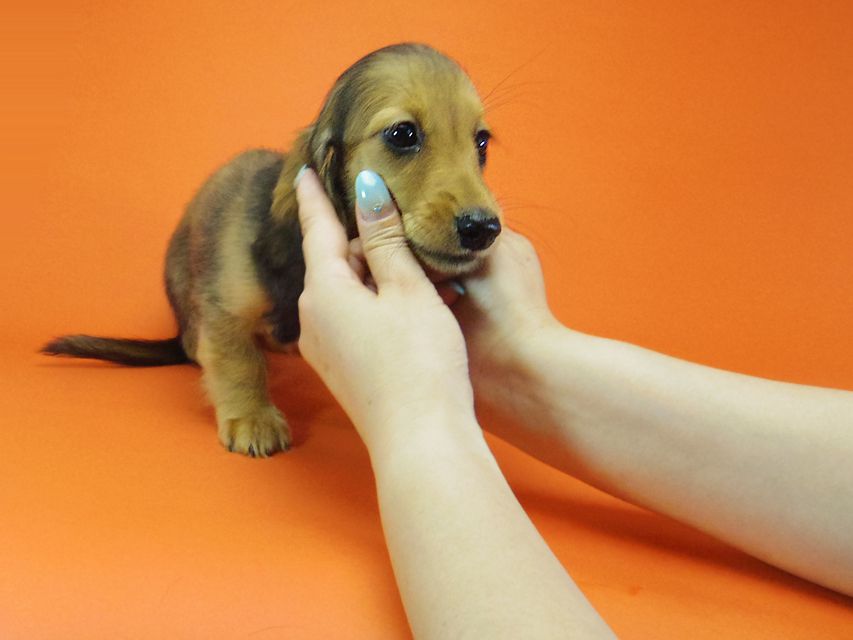 ダックスフンド キュリ & ミントの赤ちゃん シェーデットレッド 女の子 キャラメルちゃん
