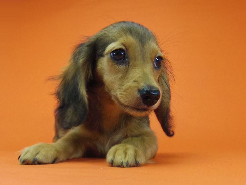 ダックスフンド キュリ & ミントの赤ちゃん シェーデットレッド 女の子 茶葉ちゃん