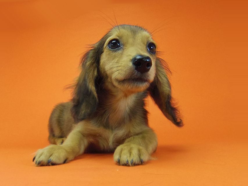 ダックスフンド キュリ & ミントの赤ちゃん シェーデットレッド 女の子 茶葉ちゃん