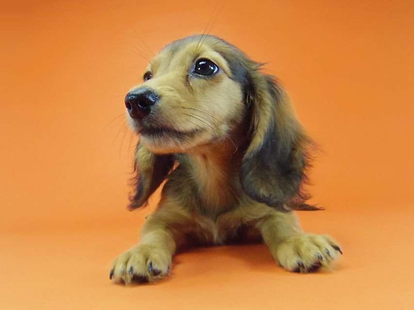 ダックスフンド キュリ & ミントの赤ちゃん シェーデットレッド 女の子 茶葉ちゃん