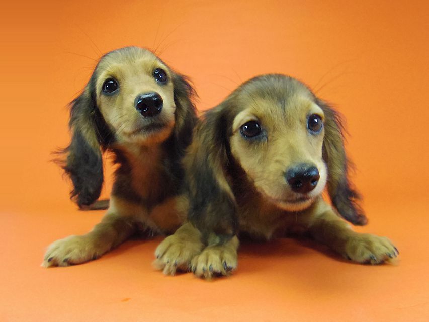 ダックスフンド キュリ & ミントの赤ちゃん シェーデットレッド 女の子 キャラメルちゃん 茶葉ちゃん