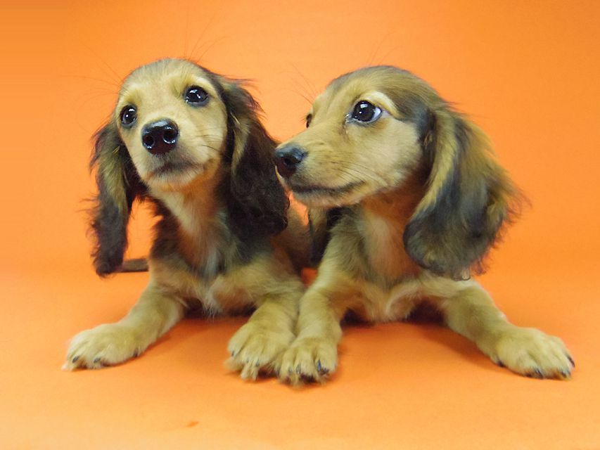 ダックスフンド キュリ & ミントの赤ちゃん シェーデットレッド 女の子 キャラメルちゃん 茶葉ちゃん