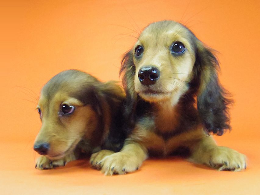 ダックスフンド キュリ & ミントの赤ちゃん シェーデットレッド 女の子 キャラメルちゃん 茶葉ちゃん