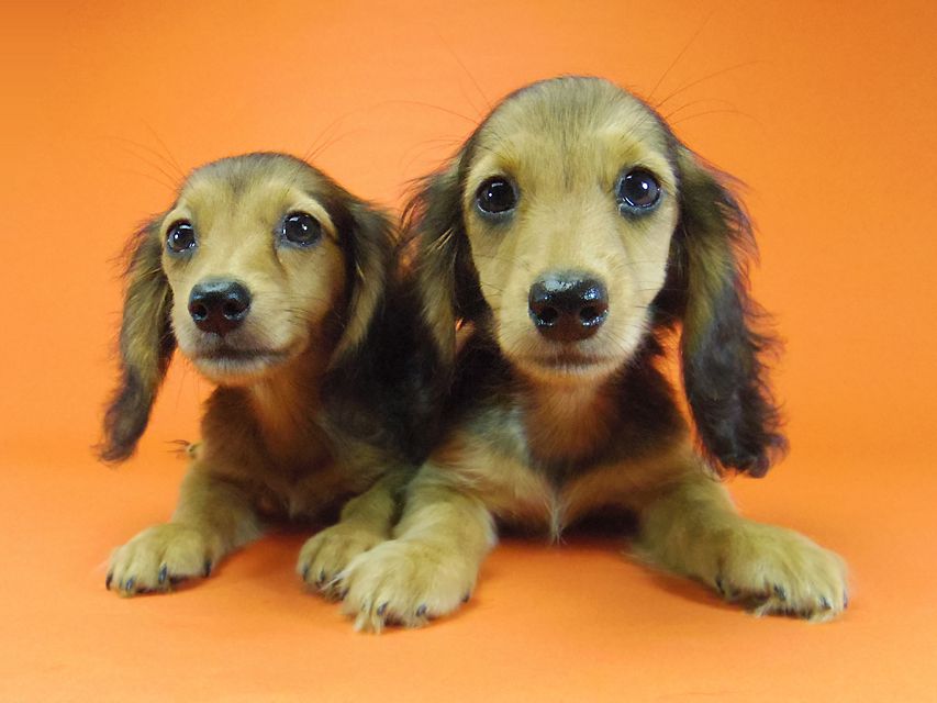 ダックスフンド キュリ & ミントの赤ちゃん シェーデットレッド 女の子 キャラメルちゃん 茶葉ちゃん
