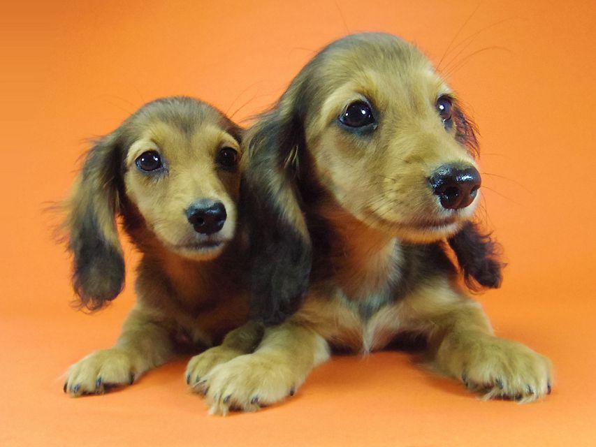 ダックスフンド キュリ & ミントの赤ちゃん シェーデットレッド 女の子 キャラメルちゃん 茶葉ちゃん