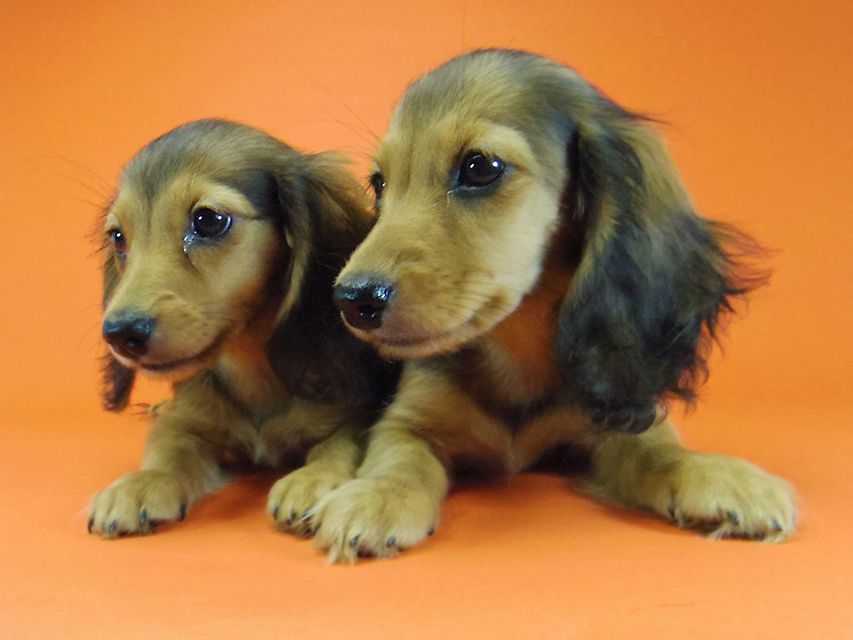 ダックスフンド キュリ & ミントの赤ちゃん シェーデットレッド 女の子 キャラメルちゃん 茶葉ちゃん