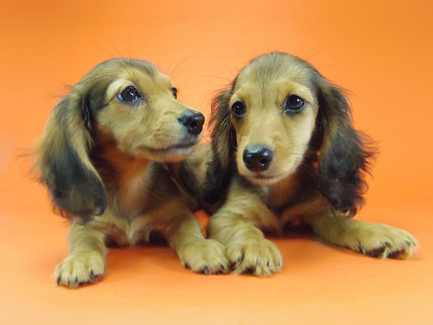 ダックスフンド キュリ & ミントの赤ちゃん シェーデットレッド 女の子 キャラメルちゃん 茶葉ちゃん