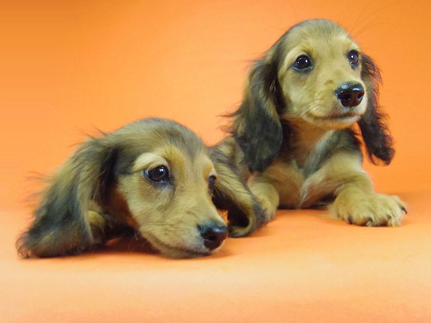 ダックスフンド キュリ & ミントの赤ちゃん シェーデットレッド 女の子 キャラメルちゃん 茶葉ちゃん