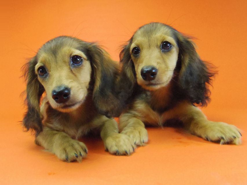 ダックスフンド キュリ & ミントの赤ちゃん シェーデットレッド 女の子 キャラメルちゃん 茶葉ちゃん