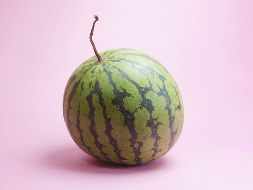 ダックスフンド カニンヘン ウズメ & クッキーの子犬 ブラッククリーム 男の子IMGP6459 ダックスフンド カニンヘン ウズメ & クッキーの子犬 ブラッククリーム 男の子