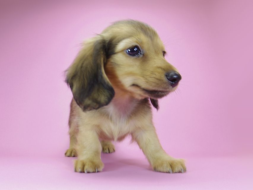 ダックスフンド カニンヘン ウズメ & クッキーの子犬 レッド 男の子