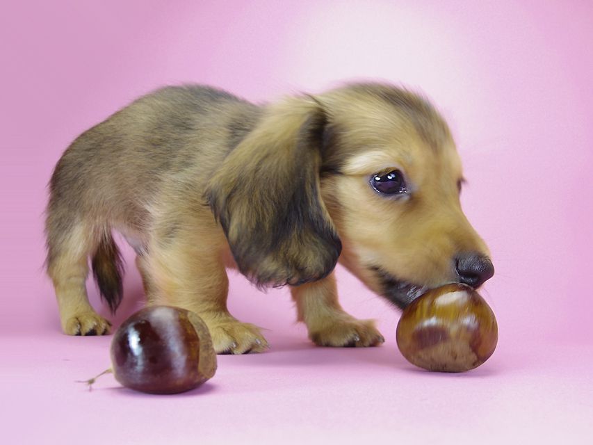 ダックスフンド カニンヘン ウズメ & クッキーの子犬 レッド 男の子