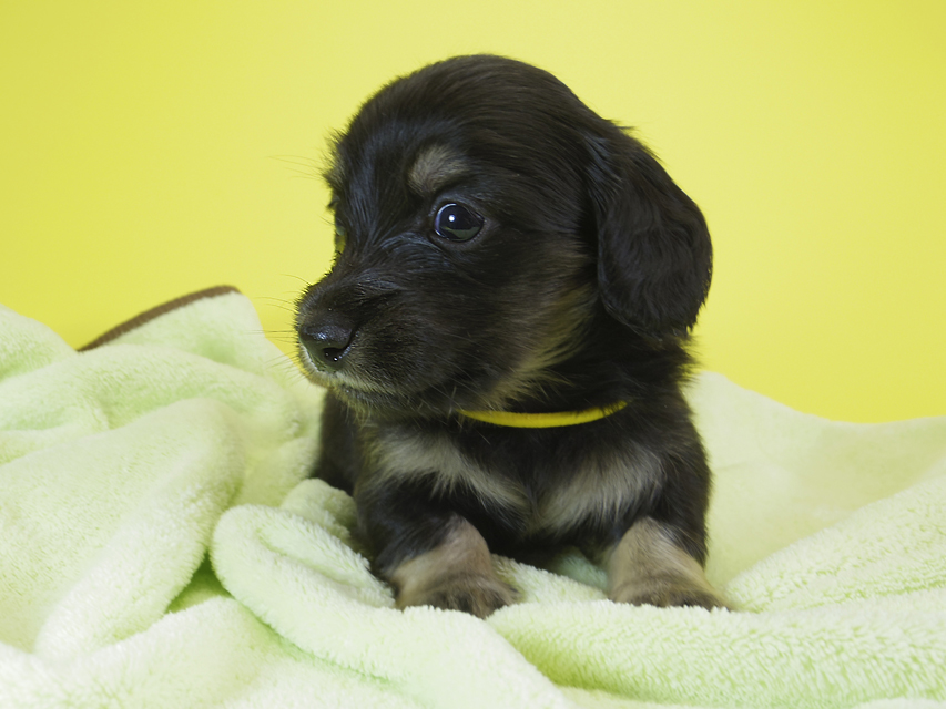 ダックスフンド カニンヘン アン.hb & ダルクの子犬 ブラッククリーム 男の子②
