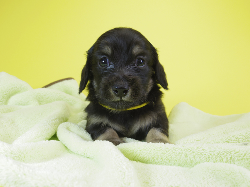 ダックスフンド カニンヘン アン.hb & ダルクの子犬 ブラッククリーム 男の子②