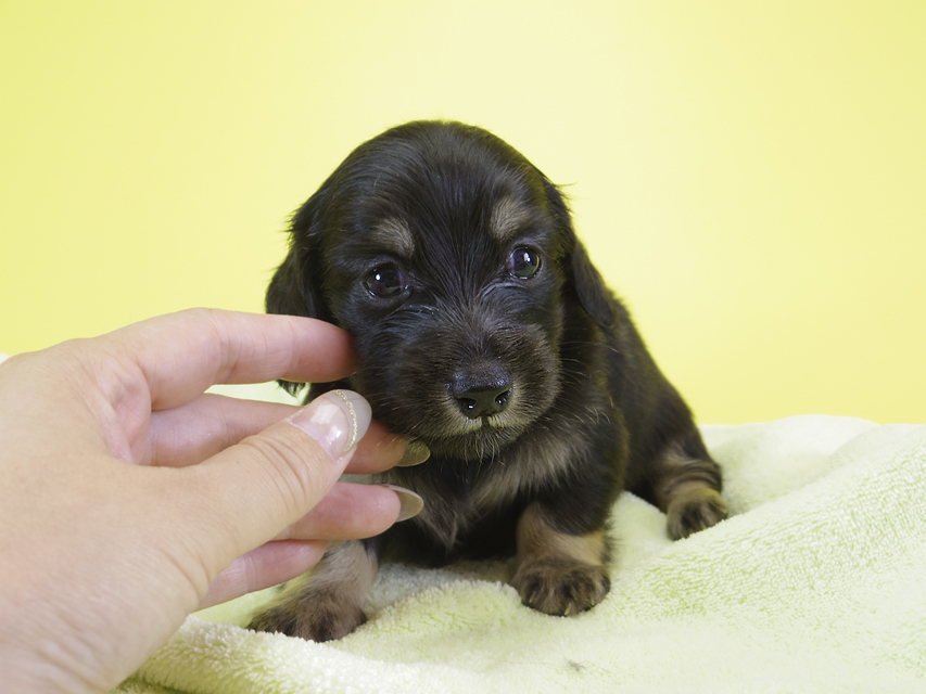 ダックスフンド カニンヘン アン.hb & ダルクの子犬 ブラッククリーム 男の子②
