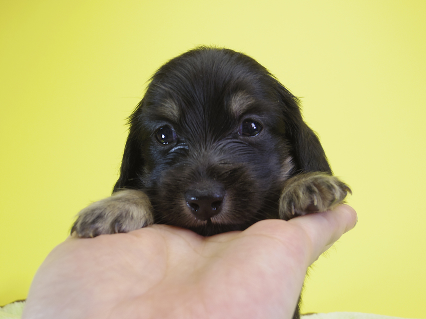 ダックスフンド カニンヘン アン.hb & ダルクの子犬 ブラッククリーム 男の子②