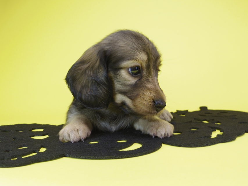 ダックスフンド カニンヘン ゆず & ジャンの子犬 シェーデットクリーム 女の子