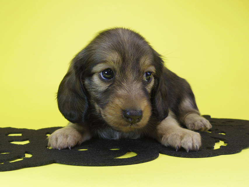 ダックスフンド カニンヘン ゆず & ジャンの子犬 シェーデットクリーム 女の子