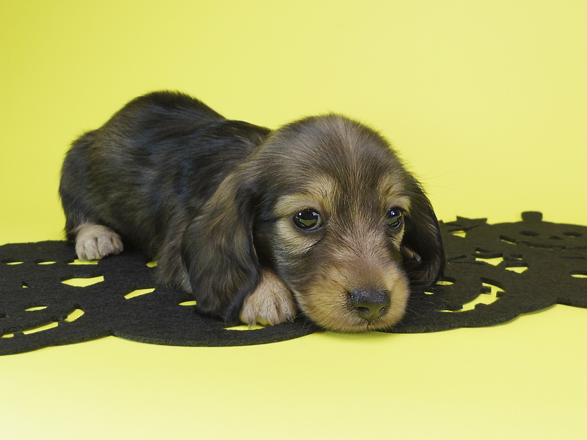 ダックスフンド カニンヘン ゆず & ジャンの子犬 シェーデットクリーム 女の子