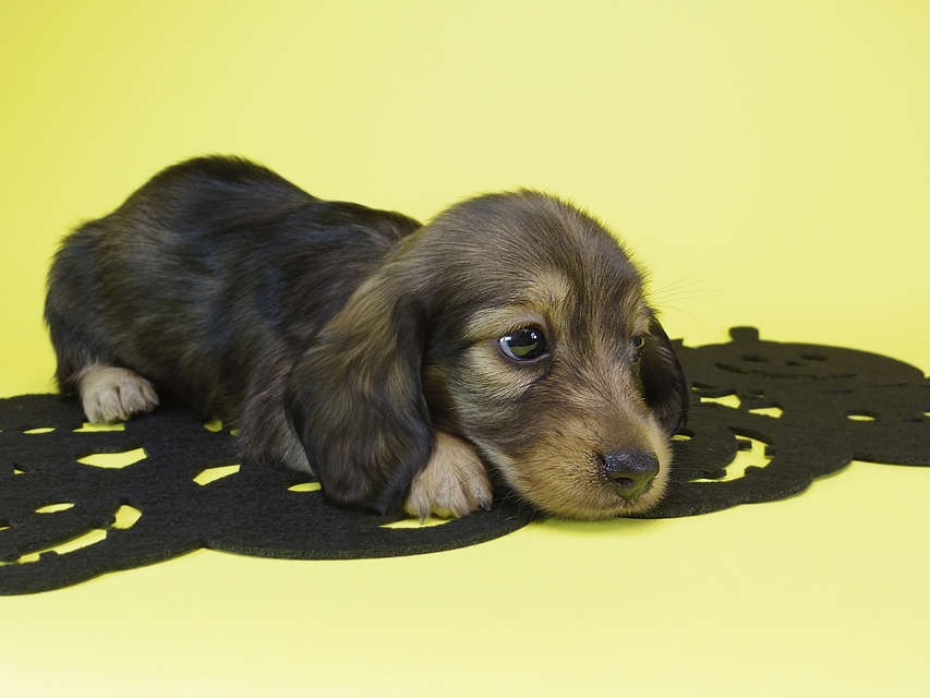 ダックスフンド カニンヘン ゆず & ジャンの子犬 シェーデットクリーム 女の子