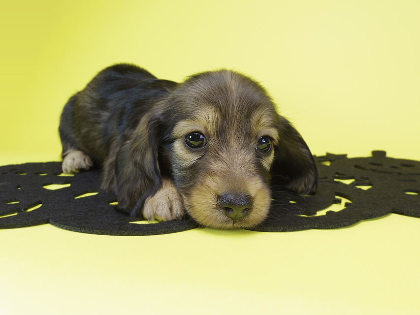 ダックスフンド カニンヘン ゆず & ジャンの子犬 シェーデットクリーム 女の子