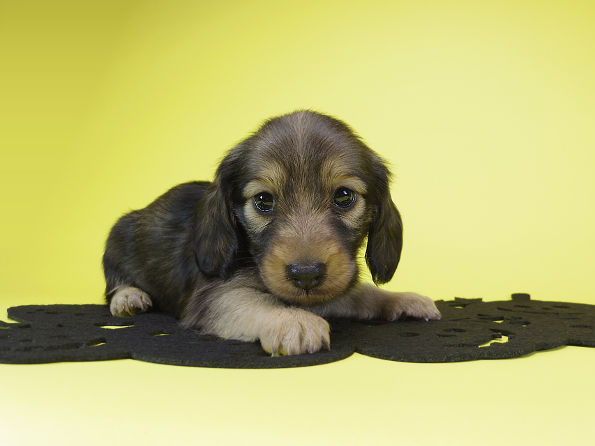 ダックスフンド カニンヘン ゆず & ジャンの子犬 シェーデットクリーム 女の子