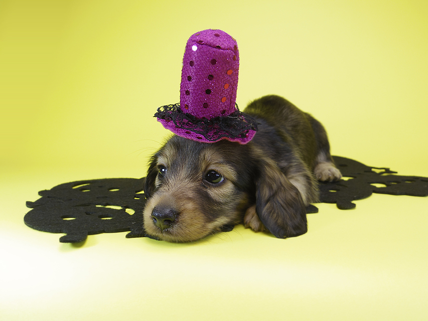 ダックスフンド カニンヘン ゆず & ジャンの子犬 シェーデットクリーム 女の子